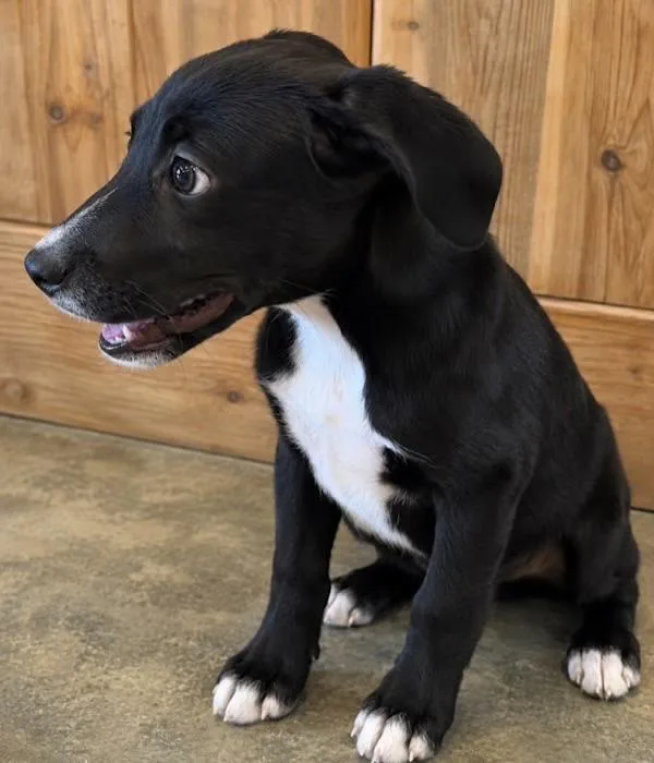 A baby medium-sized male Pointer dog named Fiona for adoption in Watertown, CT