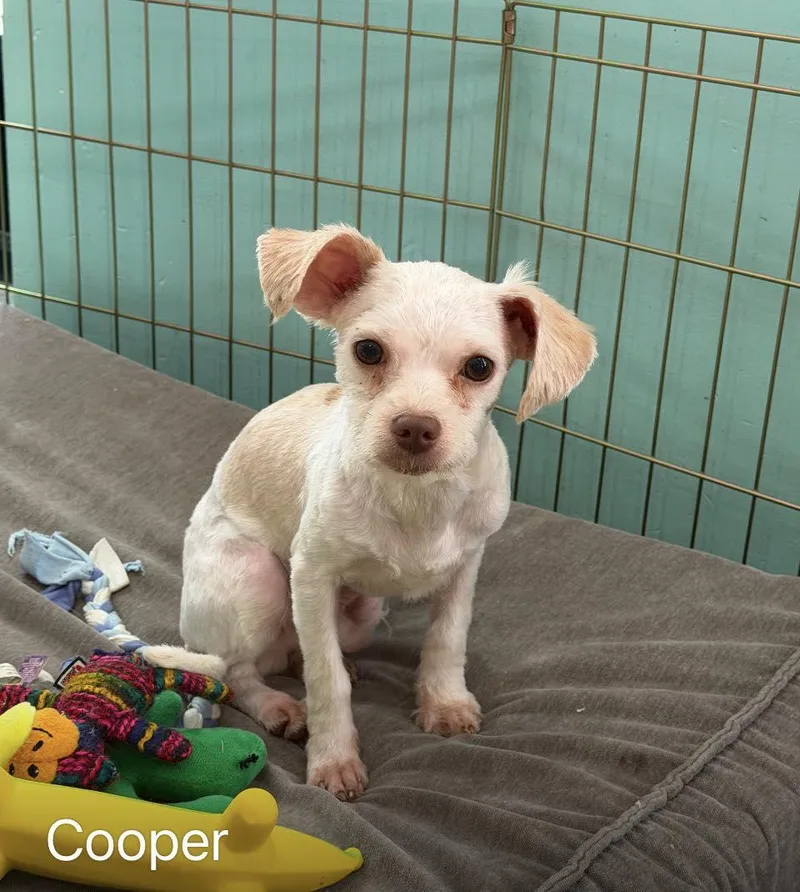 A baby small-sized male Yellow / Tan / Blond / Fawn Maltese dog named Copper for adoption in Ozone Park, NY