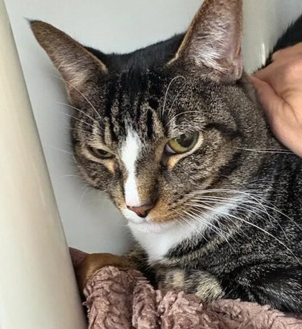 An adult large-sized male Domestic Short Hair cat named Squanch for adoption in San Diego, CA