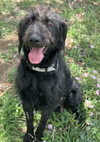 An adult large-sized male Giant Schnauzer dog named Archibald for adoption in San Antonio, TX