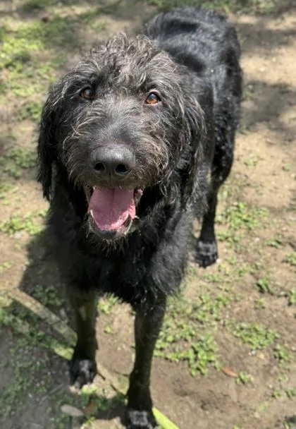 Archibald thumbnail 2