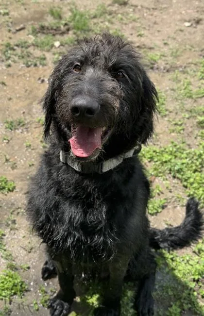 Archibald thumbnail 3