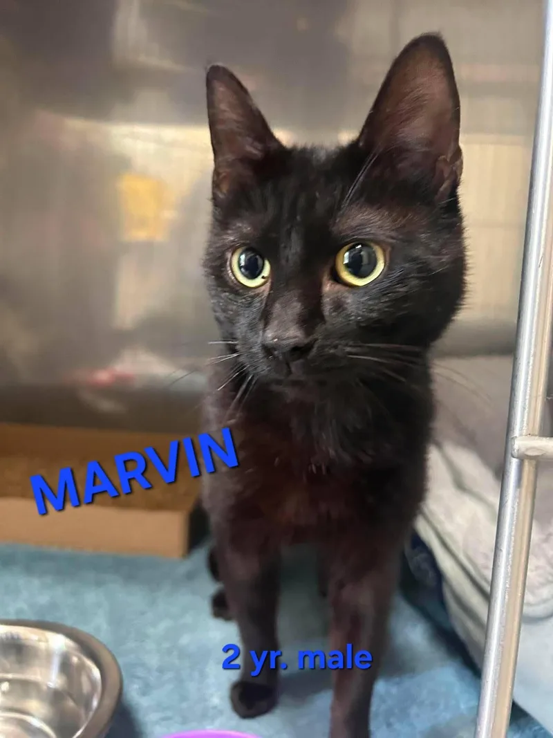 An adult medium-sized male Black Domestic Short Hair cat named Marvin for adoption in Holbrook, NY