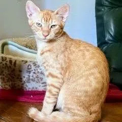 A young medium-sized male Domestic Short Hair cat named Mel for adoption in Chapel Hill, NC