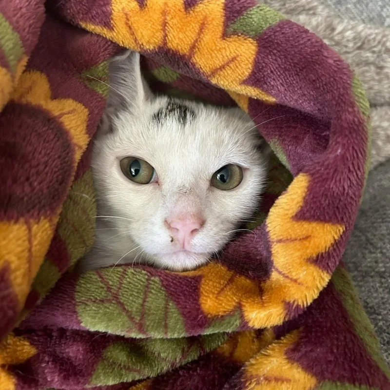 A baby small-sized male White Domestic Short Hair cat named Garet for adoption in Chattanooga, TN