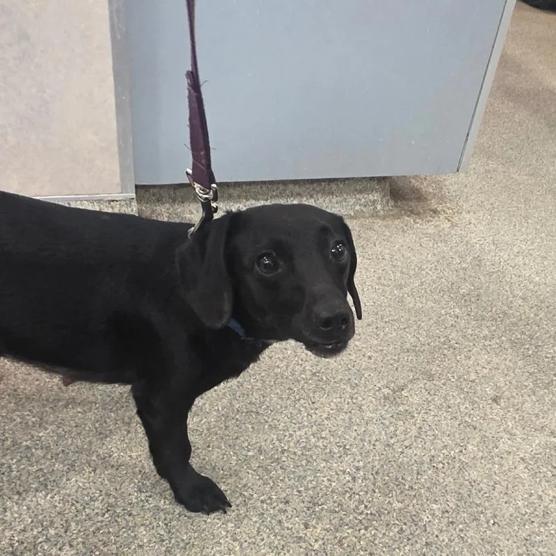 An adult medium-sized female Black Mixed Breed dog named Excel for adoption in Jacksonville, FL