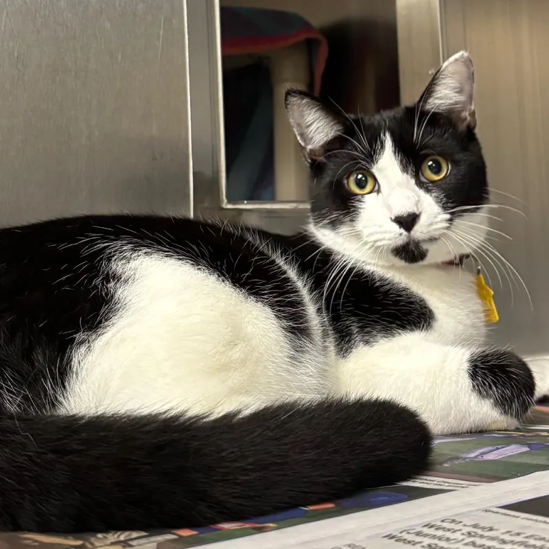 A young medium-sized male White Domestic Short Hair cat named Bruno for adoption in Springfield, MA