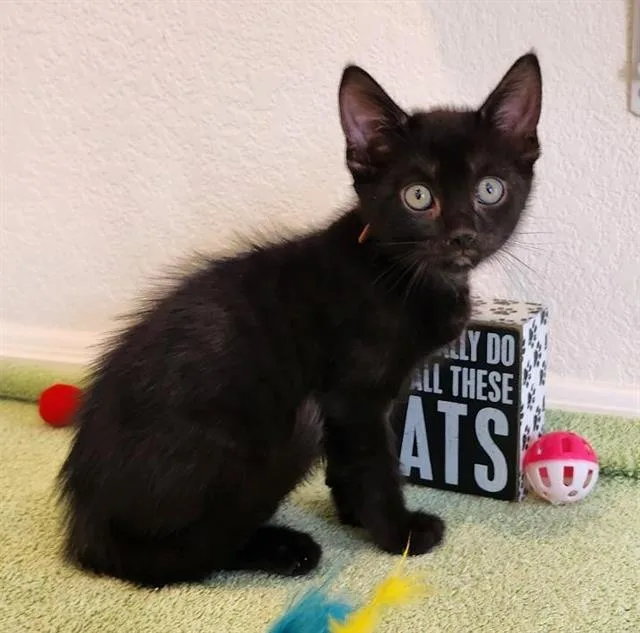 A baby small-sized male Domestic Short Hair cat named Ozzy O. for adoption in Camarillo, CA