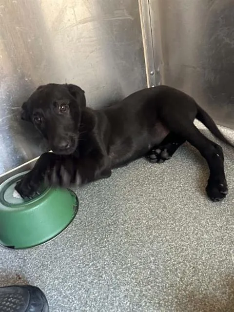 A baby small-sized female German Shepherd Dog dog named Trinity for adoption in Tustin, CA