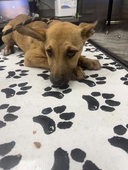 A young small-sized female Shepherd dog named b June for adoption in North Charleston, SC