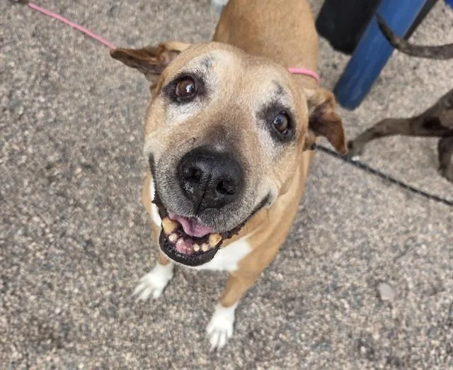 An adult large-sized female Pit Bull Terrier dog named Perla for adoption in Mesa, AZ