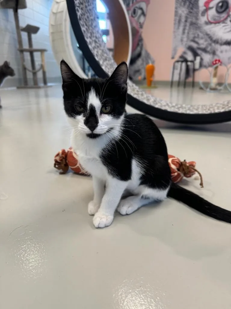 Hyacinth thumbnail 3