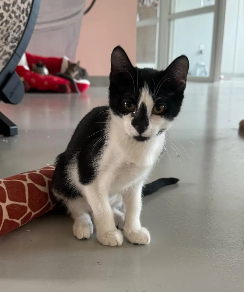 Hyacinth thumbnail 4