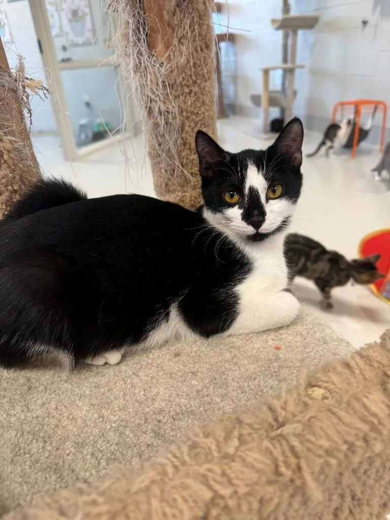 Hyacinth thumbnail 6