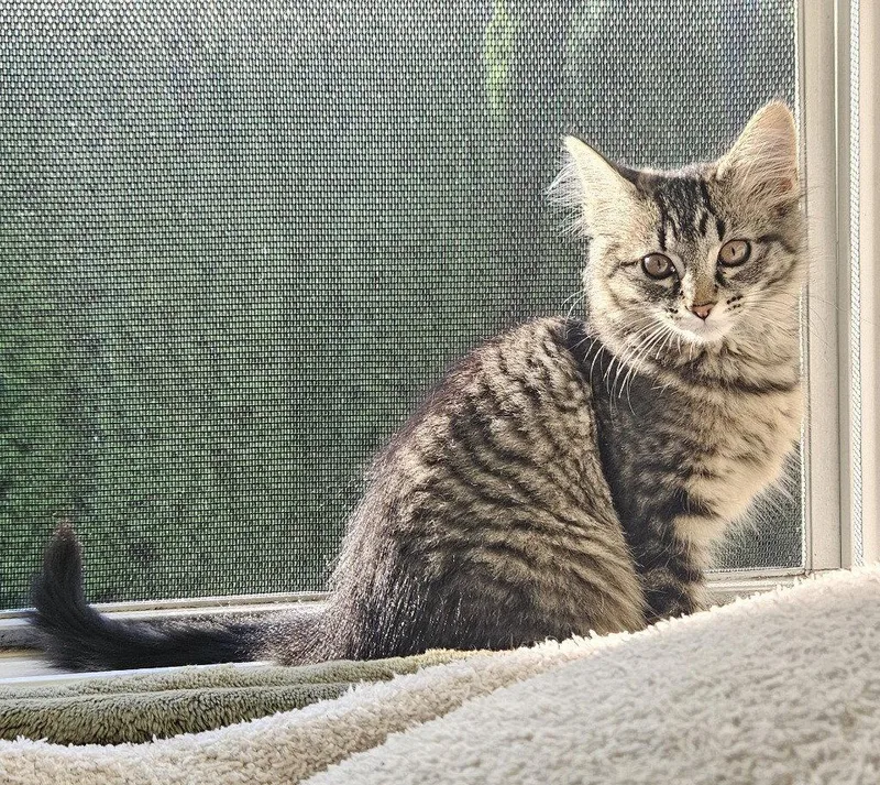 A baby medium-sized female Domestic Medium Hair cat named Leisl for adoption in St. Helens, OR