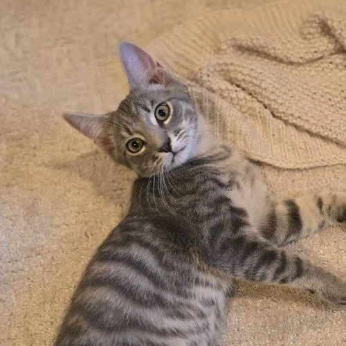 A baby small-sized male Tabby (Gray / Blue / Silver) Domestic Short Hair cat named Regular   Octane for adoption in Knoxville, TN