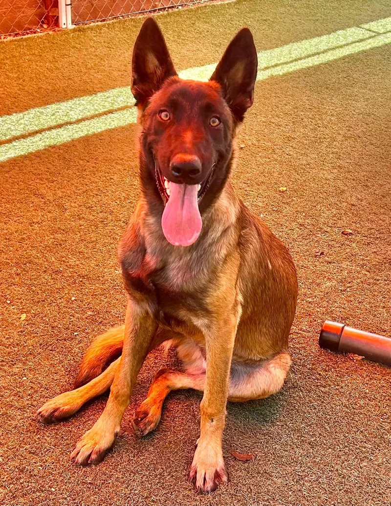 A young large-sized male Belgian Shepherd / Malinois dog named Gabe for adoption in Vancouver, WA