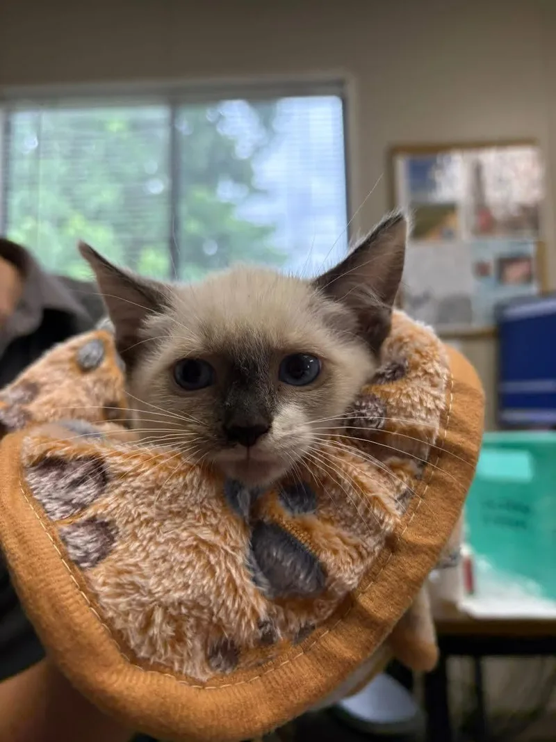 A young small-sized female Seal Point Siamese cat named Hocus for adoption in Oakdale, CA