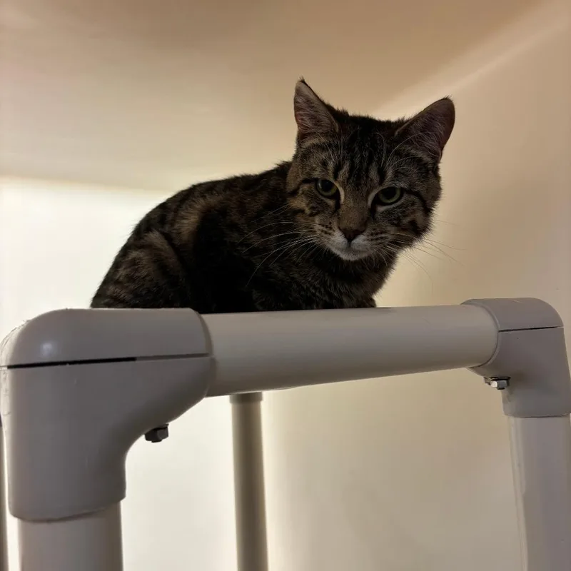 A young large-sized male Brown / Chocolate Domestic Short Hair cat named Mclovin for adoption in Harrisonburg, VA