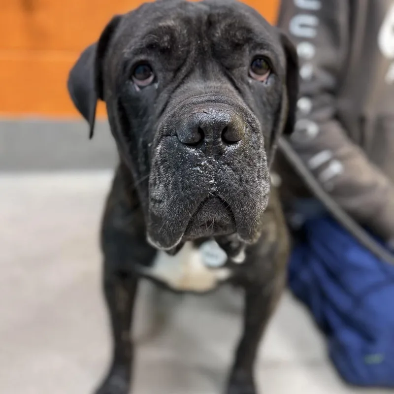 A young large-sized male Brindle Cane Corso dog named Ribeye for adoption in manchester, PA