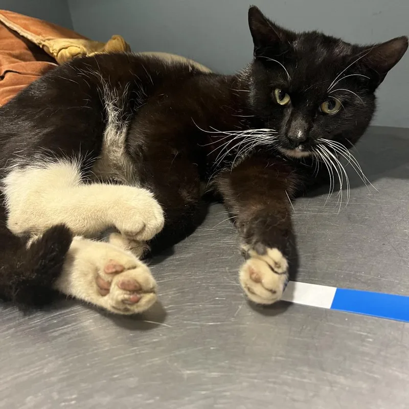 An adult medium-sized male White Domestic Medium Hair cat named Hamilton for adoption in Chattanooga, TN