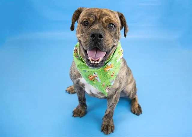A young medium-sized male English Bulldog dog named Cheeto for adoption in Colorado Springs, CO