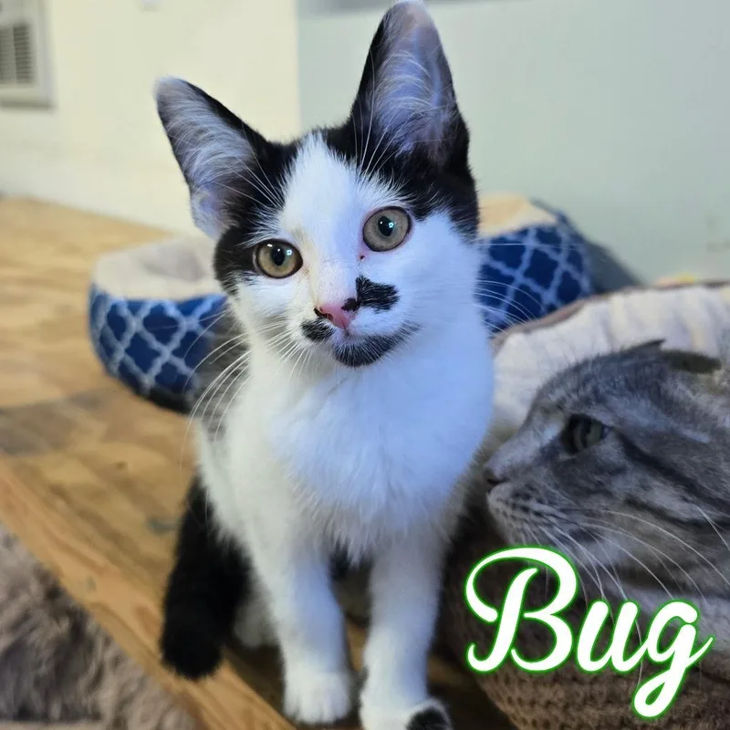 A baby small-sized male Domestic Long Hair cat named Bug for adoption in Hillsboro, OH