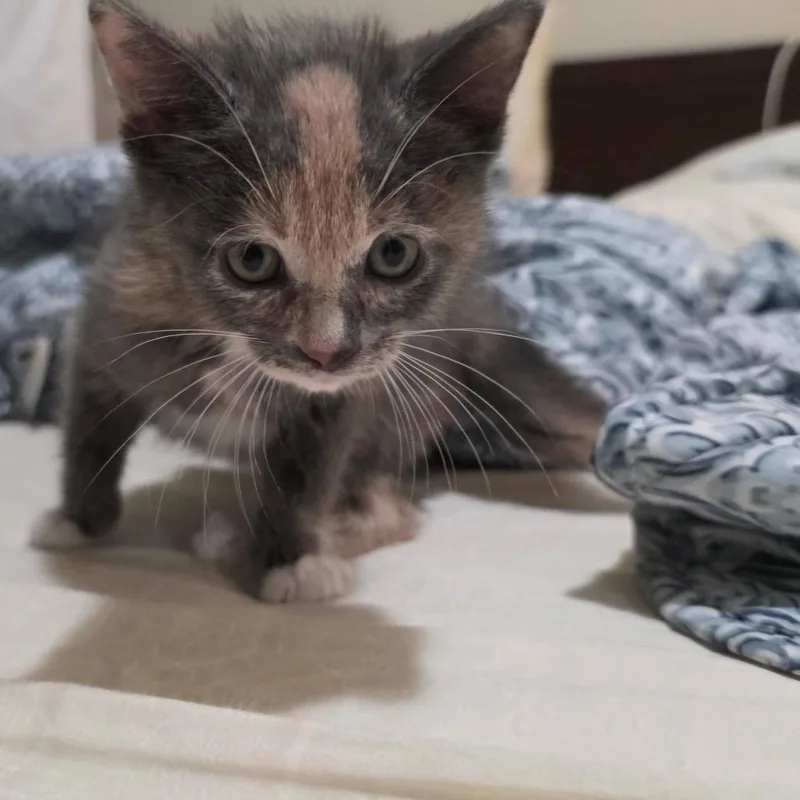 A baby small-sized female Calico Domestic Short Hair cat named Howl for adoption in Tustin, CA