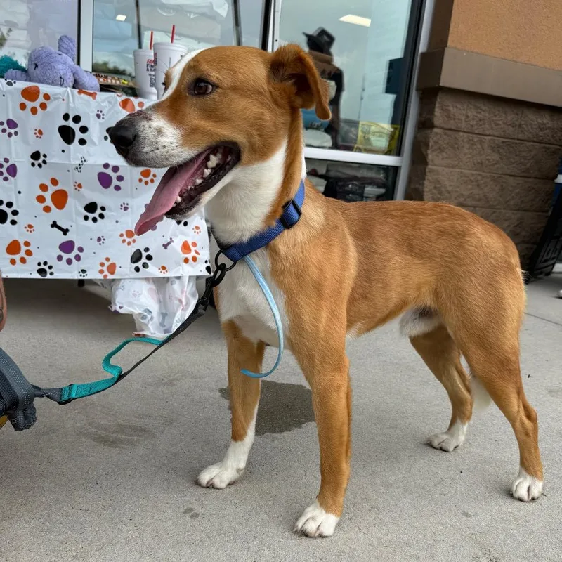 A young medium-sized male Mixed Breed dog named Odie for adoption in Aberdeen, NC