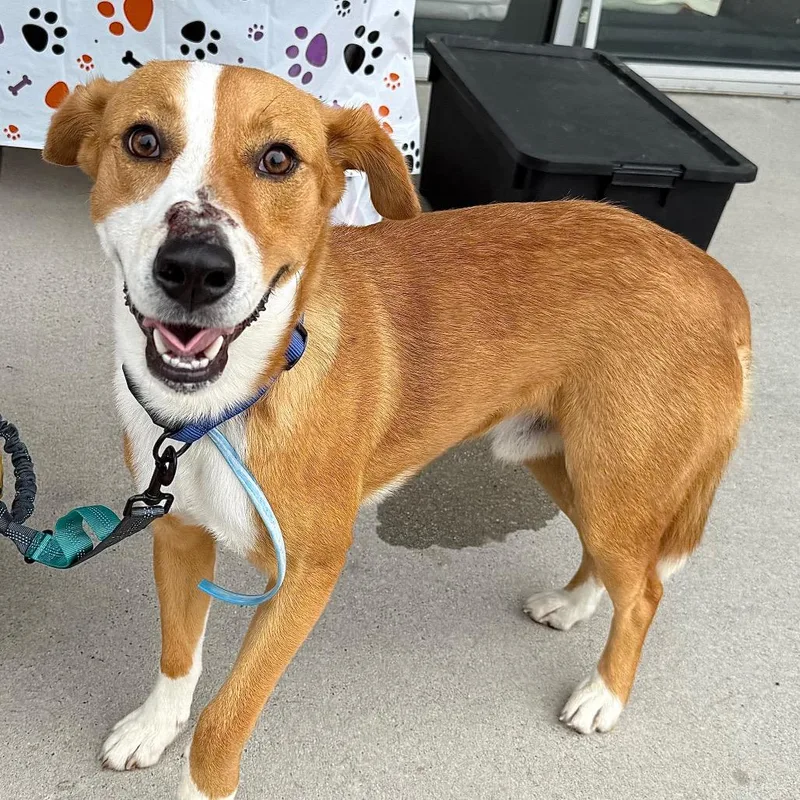 Odie thumbnail 5