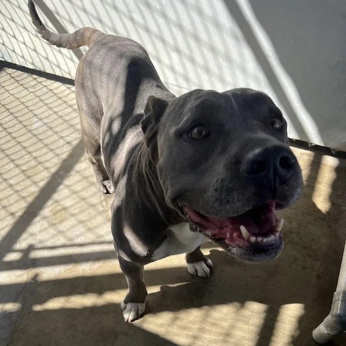 A baby small-sized male Gray / Blue / Silver Pit Bull Terrier dog named Rocky for adoption in Los Banos, CA