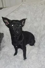 Hazel