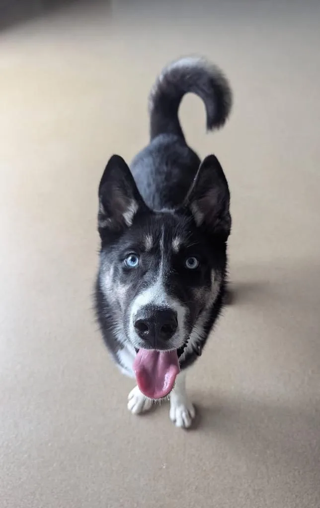 Zeus