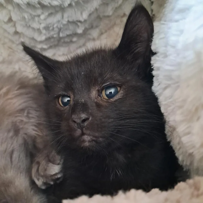 A baby small-sized male Black Domestic Short Hair cat named Atticus for adoption in Concord, NH