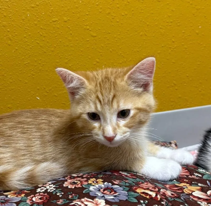 A young small-sized male Domestic Medium Hair cat named Ginger for adoption in Yankton, SD