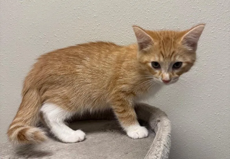 Ginger thumbnail 2