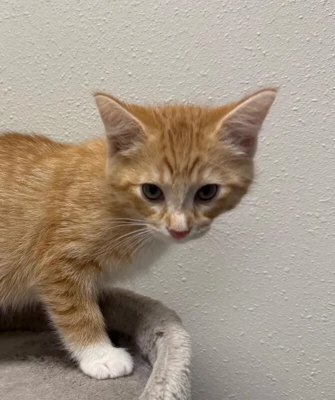 Ginger thumbnail 3