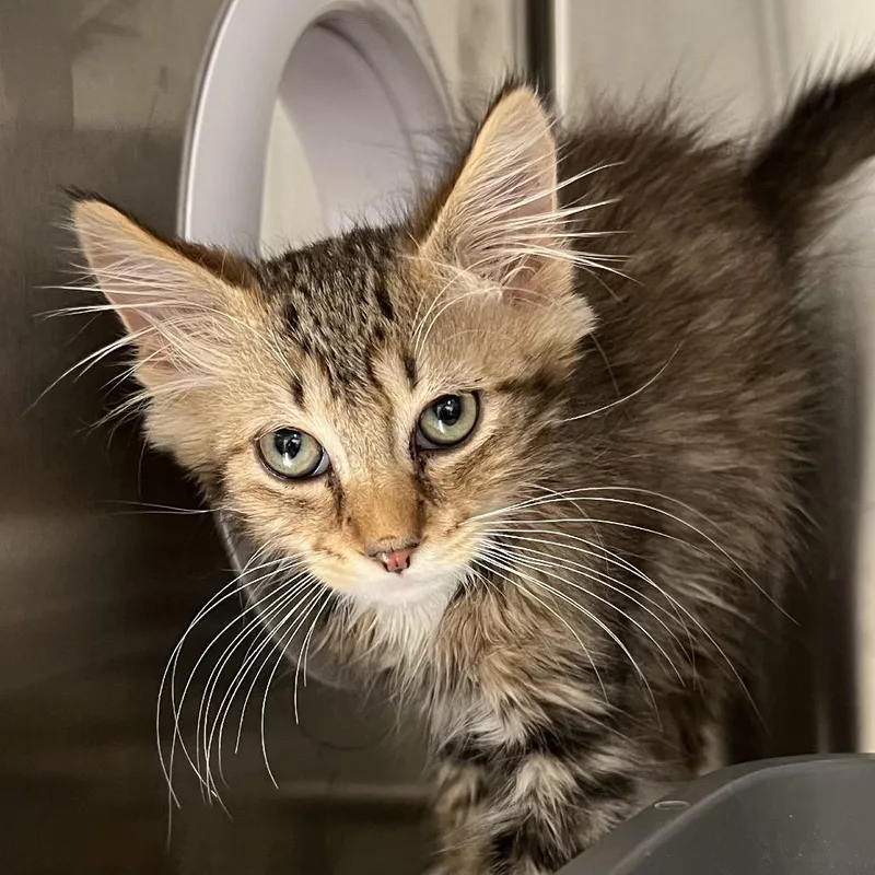 A baby small-sized male Domestic Long Hair cat named Belvedere for adoption in Cumming, GA