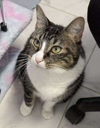 An adult large-sized female Domestic Short Hair cat named Precious for adoption in Venice, FL