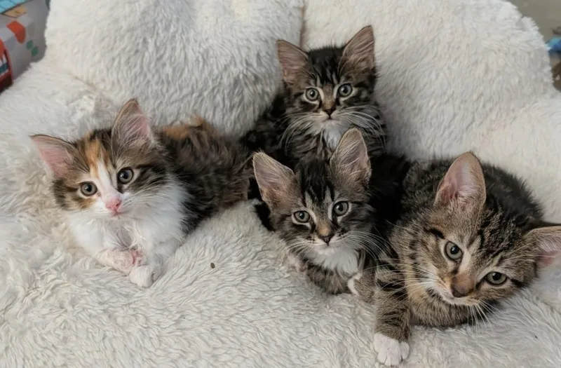 A baby medium-sized male Domestic Short Hair cat named Pretzel for adoption in Youngsville, NC