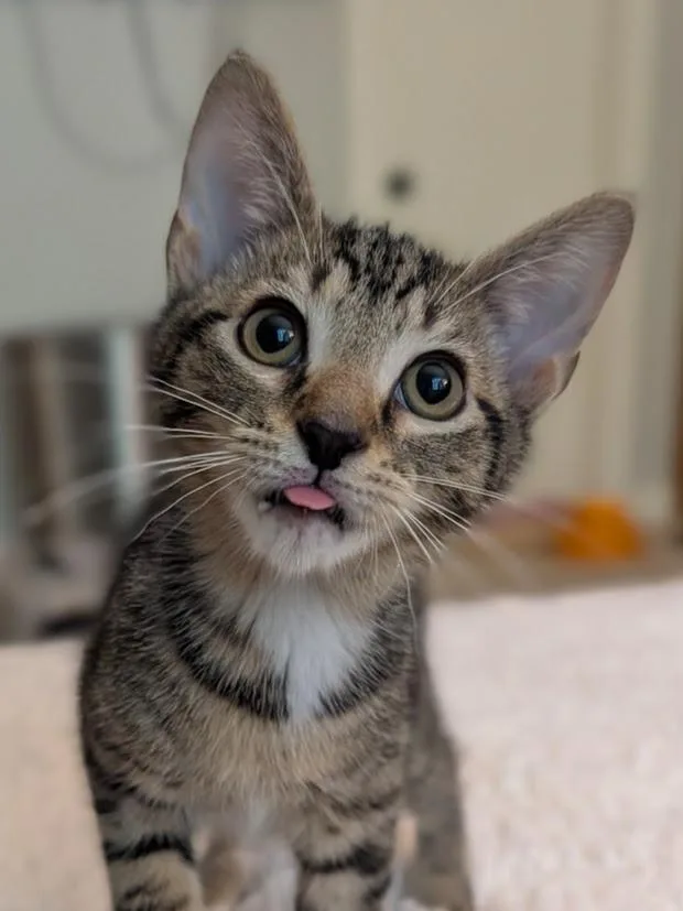 Pretzel thumbnail 3