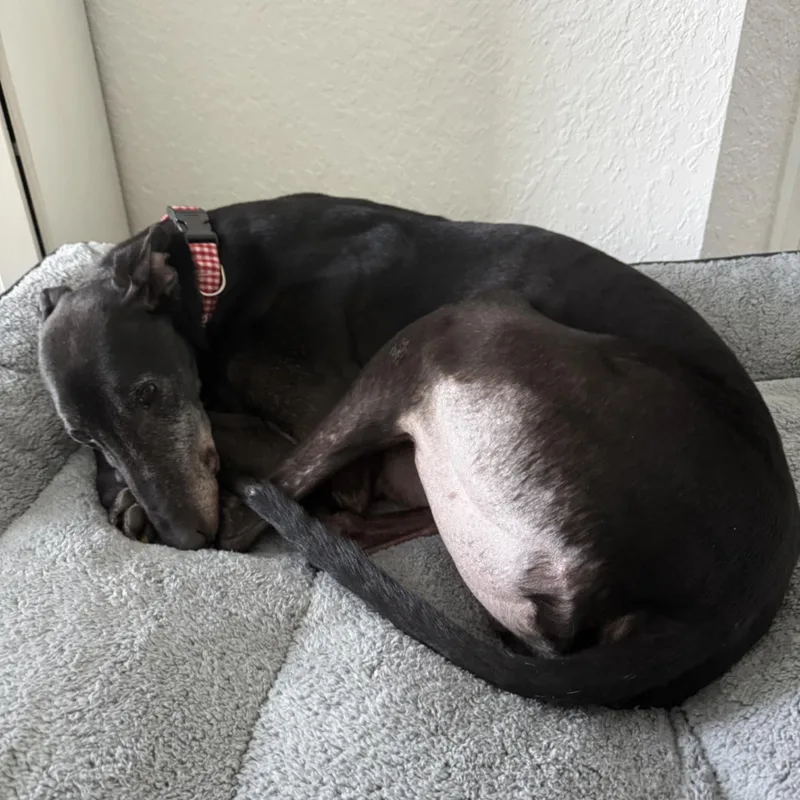 Greenys Magic thumbnail 2