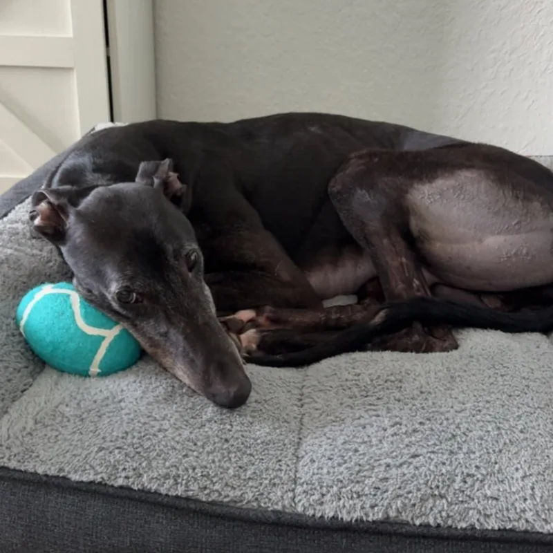 Greenys Magic thumbnail 3