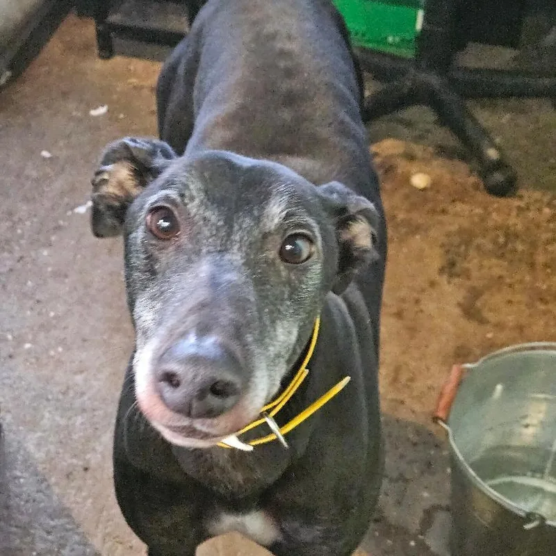 Greenys Magic thumbnail 4