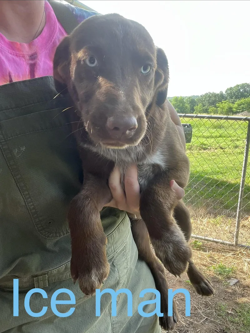 A baby medium-sized male Australian Shepherd dog named Ice man for adoption in Zimmerman, MN