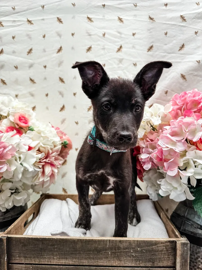 A baby medium-sized female Merle (Blue) Australian Shepherd dog named Musgraves for adoption in Newberg, OR