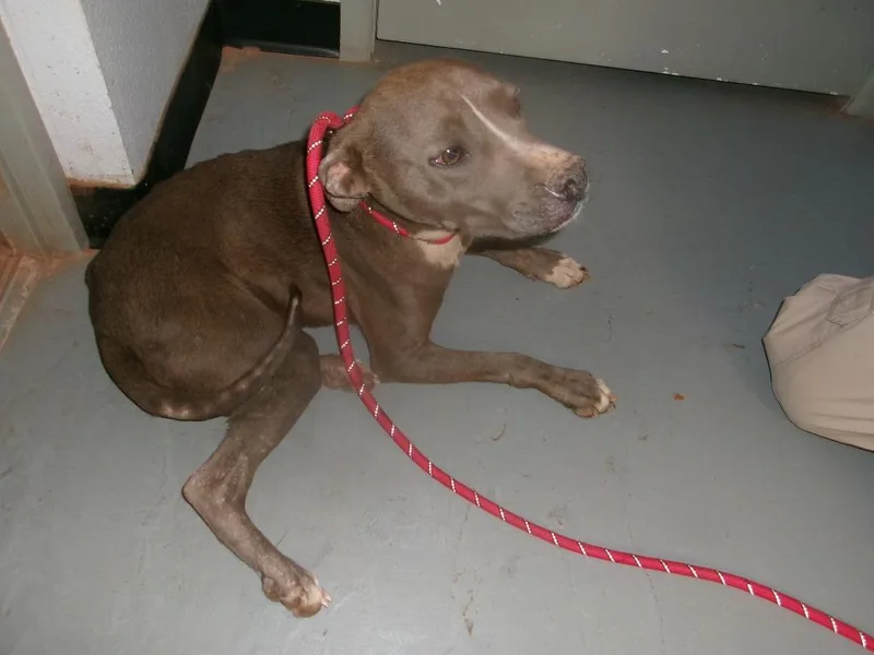An adult medium-sized male Pit Bull Terrier dog named Paco for adoption in Winslow, AZ