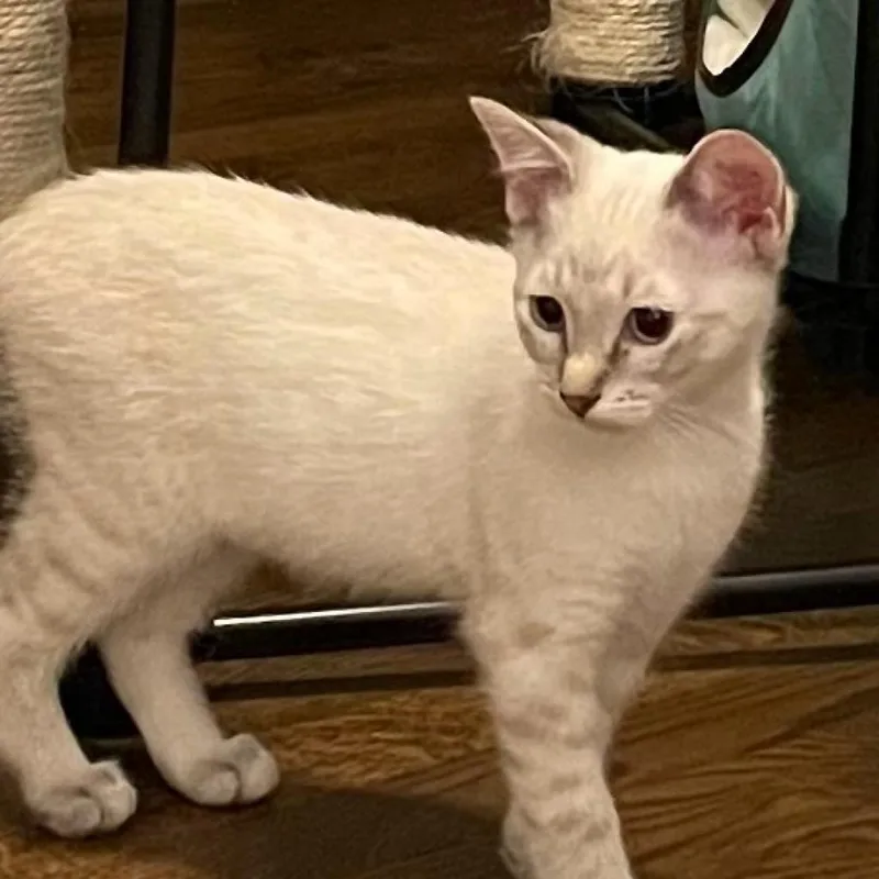 An adult medium-sized female Domestic Short Hair cat named Blue for adoption in Cumming, GA