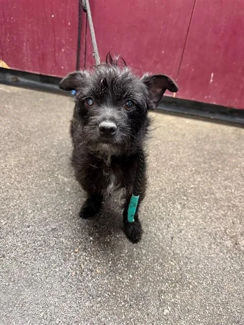An adult medium-sized female Terrier dog named Twyla for adoption in Downey, CA