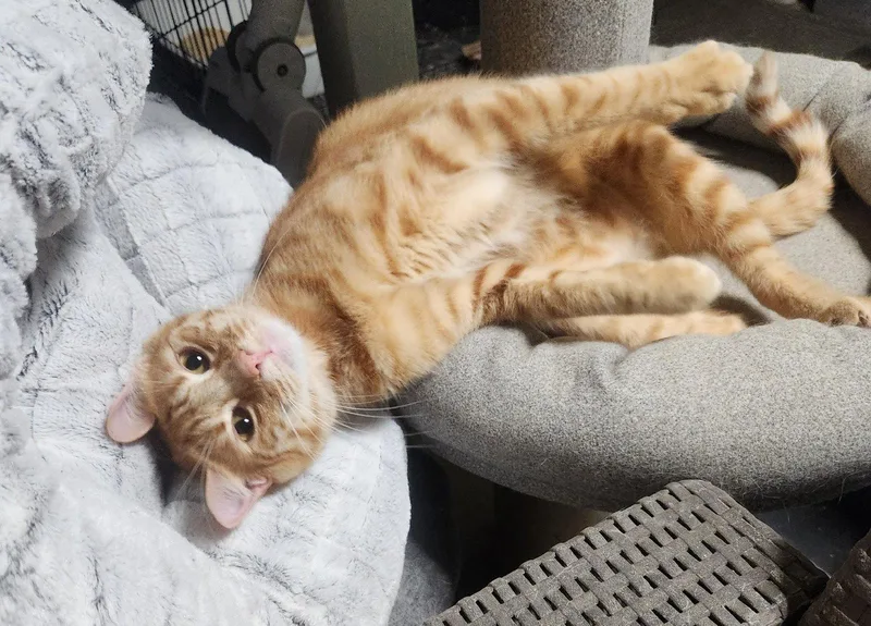 An adult large-sized male Domestic Short Hair cat named Titus for adoption in Monrovia, CA